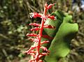 Red-Spike Mistletoe